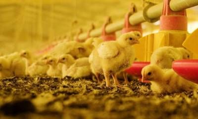 Argentina restituye su estatus de país libre de influenza aviar altamente patógena