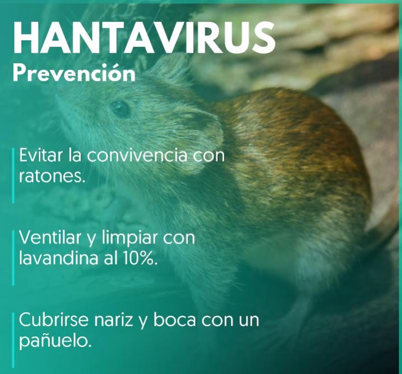 Hantavirus: las claves para la prevención de esta enfermedad
