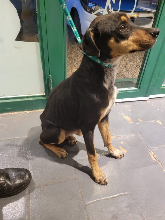Rescataron un perro con evidentes signos de desnutrición