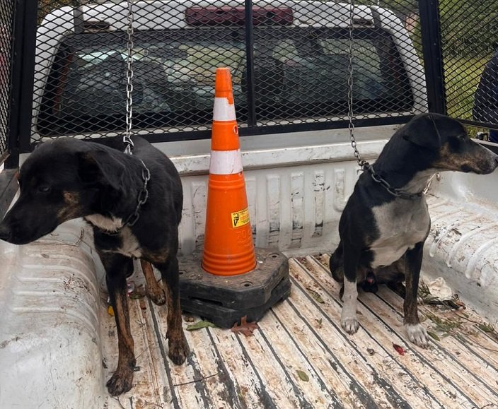 Ocho perros fueron rescatados por la policía en una causa por maltrato animal