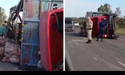 Un camión que transportaba cerdos volcó en la Autovía 14