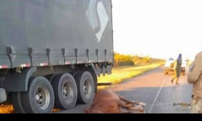 Animal suelto se atravesó en la ruta 14, provocó violento choque y dejó un hombre herido