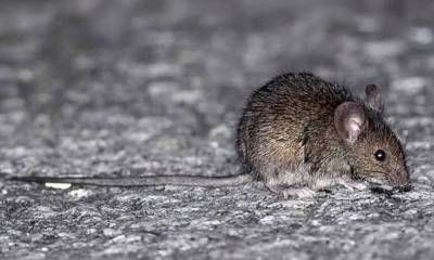 Bromatología emitió recomendaciones para prevenir el hantavirus.