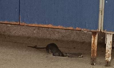 Diputados piden de manera urgente erradicar posibles focos de hantavirus en hospitales entrerrianos.