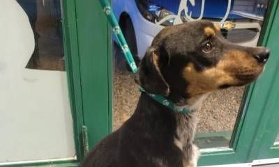 Rescataron un perro con evidentes signos de desnutrición