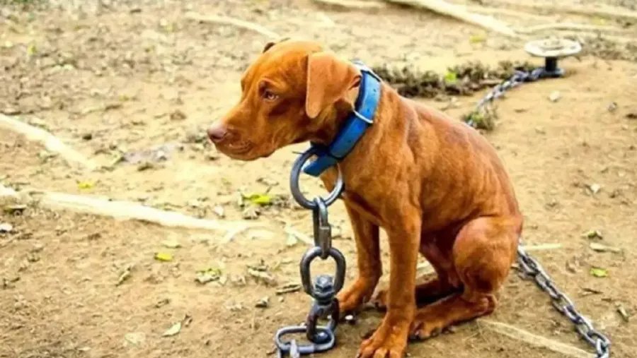 Condenaron a una mujer a una pena condicional por maltratar un animal