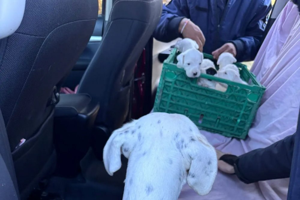 Rescataron 20 perros en un allanamiento por maltrato animal