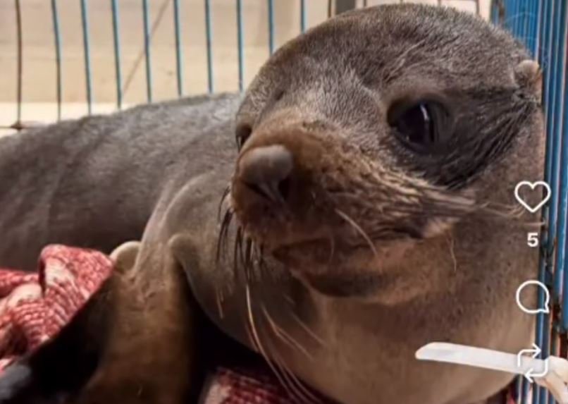 Rescataron al lobito marino que buscaban en el Río Uruguay