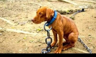 Condenaron a una mujer a una pena condicional por maltratar un animal