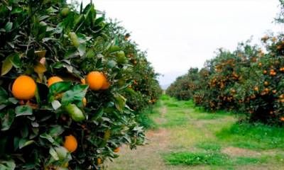 Citricultores entrerrianos en rojo: vender una naranja cuesta más de lo que pagan
