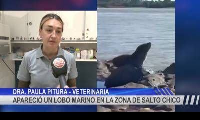 Sorpresa por la aparición de un lobo marino en la zona de Salto Chico 
