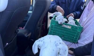 Rescataron 20 perros en un allanamiento por maltrato animal