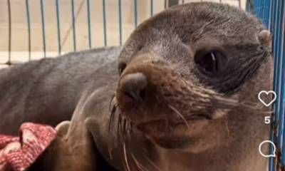 Rescataron al lobito marino que buscaban en el Río Uruguay
