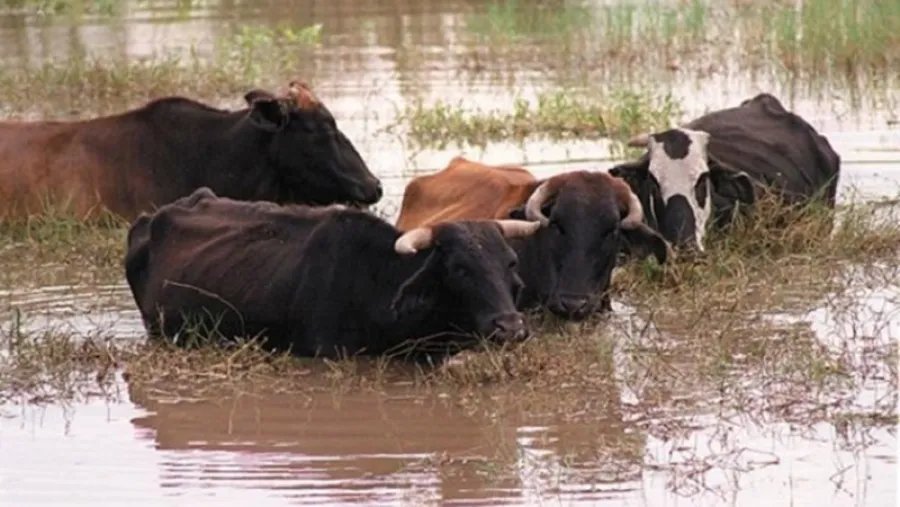 Desde la FAA Entre Ríos informaron que productores de islas y campos inundables buscan dónde ubicar hacienda
