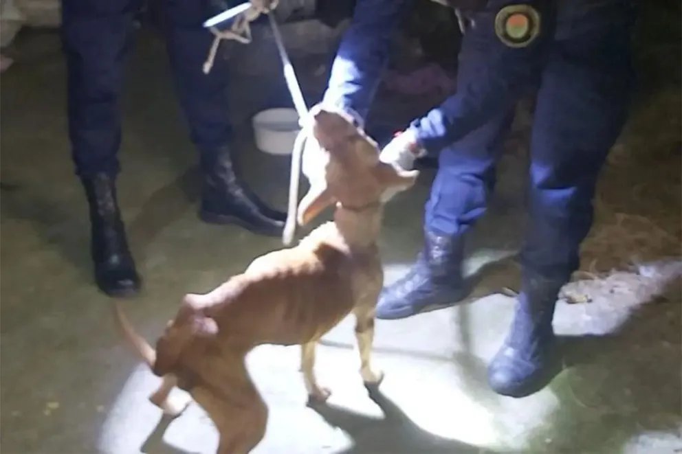 Rescataron a una perra tras una denuncia por maltrato animal