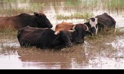 Desde la FAA Entre Ríos informaron que productores de islas y campos inundables buscan dónde ubicar hacienda