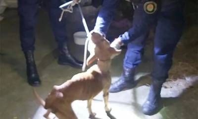 Rescataron a una perra tras una denuncia por maltrato animal