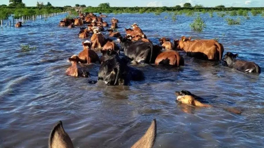 Apuran el traslado de hacienda en el Delta, por temor al Súper Niño