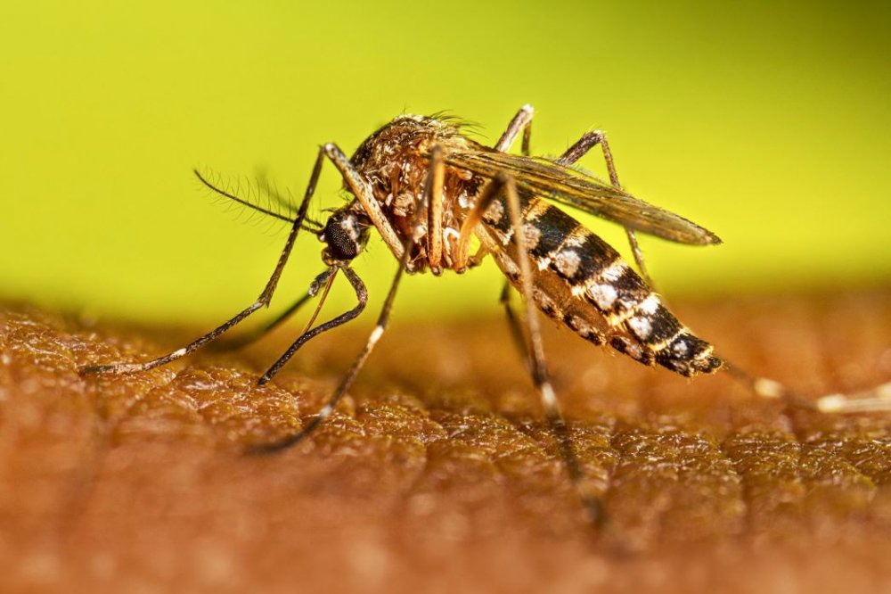 Instan a sostener las acciones contra el dengue durante el invierno