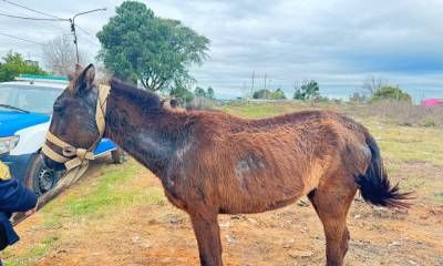 La Policía retuvo un equino en mal estado
