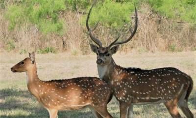 Alerta en Entre Ríos: un ciervo exótico de la India invadió los 17 departamentos de la provincia