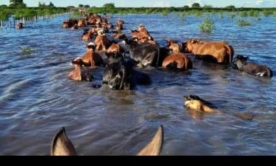 Apuran el traslado de hacienda en el Delta, por temor al Súper Niño