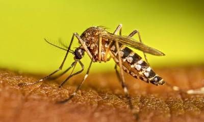 Instan a sostener las acciones contra el dengue durante el invierno