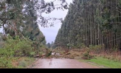Tormenta: daños en el sistema de distribución eléctrica