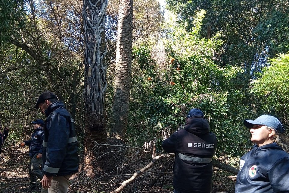 Avanzan las inspecciones en palmeras nativas para evitar la propagación del picudo rojo