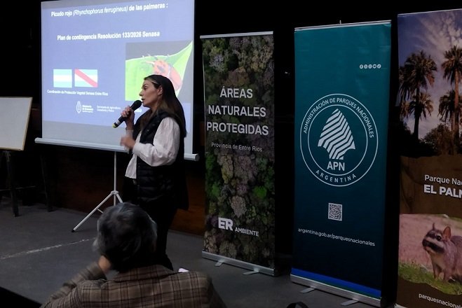 Entre Ríos fortalece la articulación para el control del picudo rojo de las palmeras