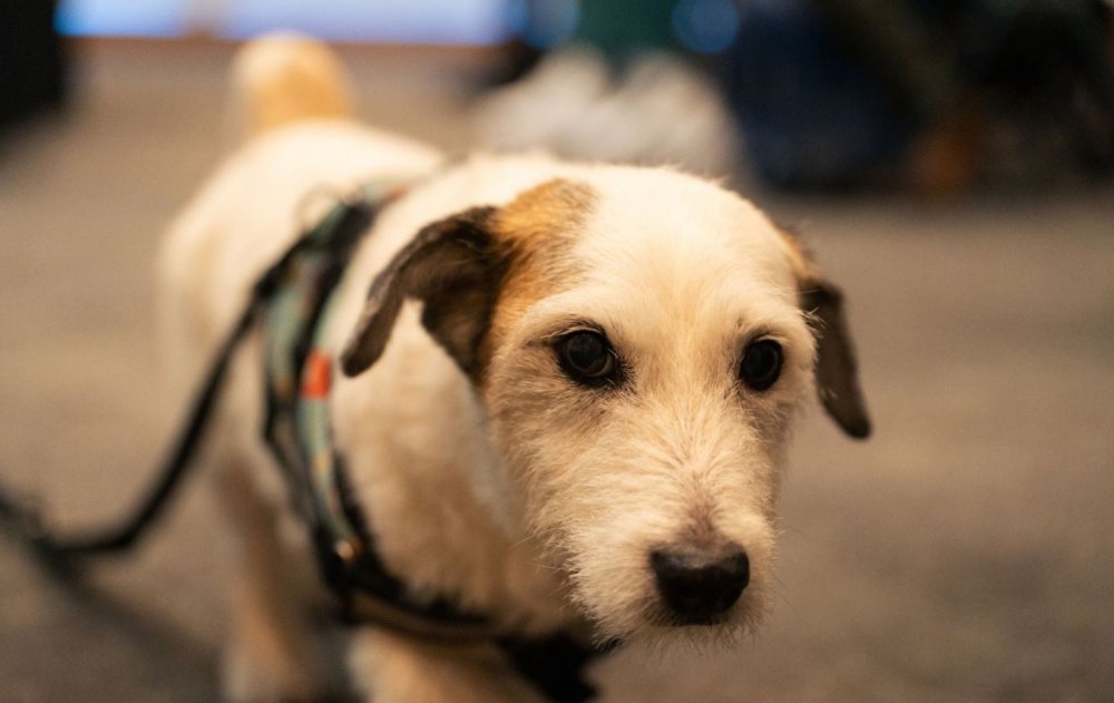 Entre Ríos se declara la primera provincia pet friendly de la Argentina