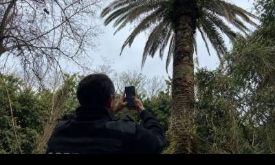 Se amplía el área bajo emergencia fitosanitaria por Picudo rojo de las palmeras