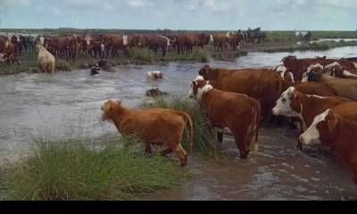 Productores de Entre Ríos ya trasladan sus animales ante la llegada de “El Niño”