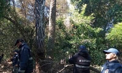 Avanzan las inspecciones en palmeras nativas para evitar la propagación del picudo rojo