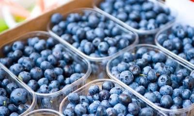 Arandaneros locales estiman una caída de hasta el 35% en la producción del fruto azul