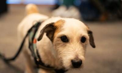 Entre Ríos se declara la primera provincia pet friendly de la Argentina
