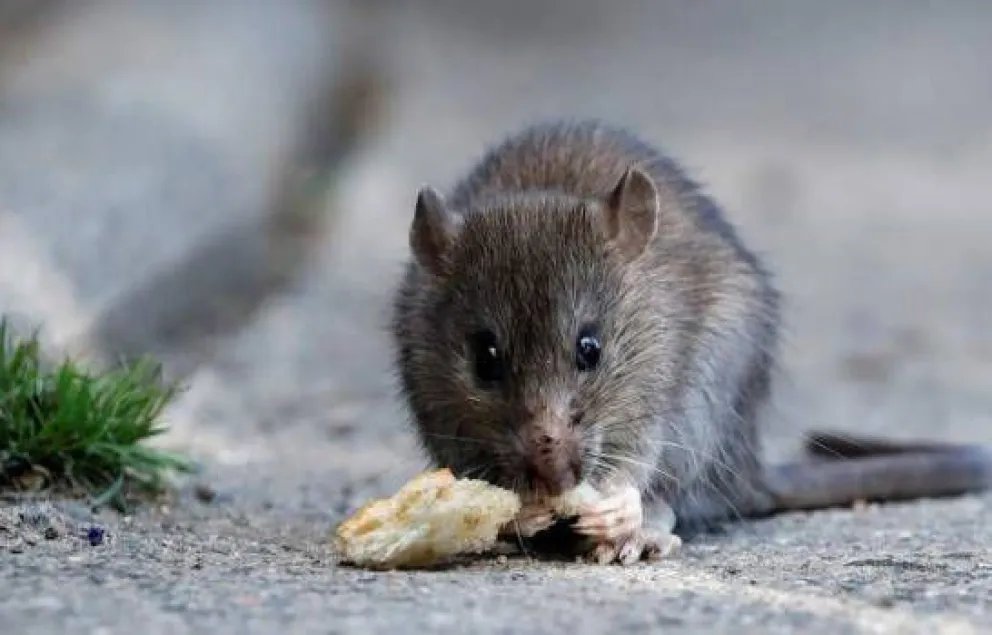 Leptospirosis: Entre Ríos sostiene una alta tasa en humanos y los casos caninos se multiplican por ocho