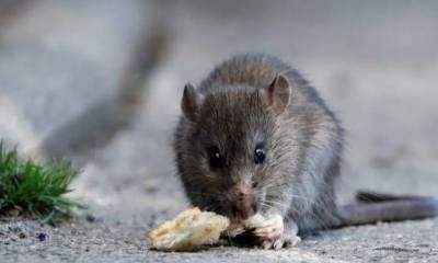 Leptospirosis: Entre Ríos sostiene una alta tasa en humanos y los casos caninos se multiplican por ocho